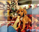 Small Photo #2 Mutt Puppy For Sale in Plainfield, IL, USA