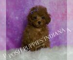 Puppy Tiny Aburey Poodle (Miniature)