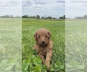 Goldendoodle (Miniature) Puppy for sale in ARCOLA, IL, USA