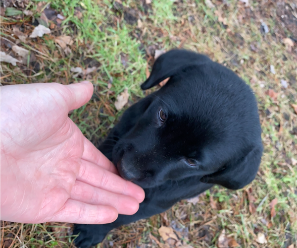Full screen Photo #4 Labrador Retriever Puppy For Sale in NORTON SHORES, MI, USA