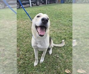 German Shepherd Dog-Unknown Mix Dogs for adoption in Houston, TX, USA