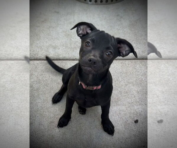 Medium Photo #2 Chihuahua-Unknown Mix Puppy For Sale in Oakley , CA, USA