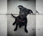 Small #1 Chihuahua Mix