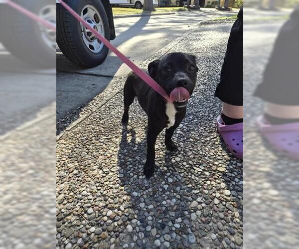 Medium Photo #1 Chihuahua Puppy For Sale in Houston, TX, USA