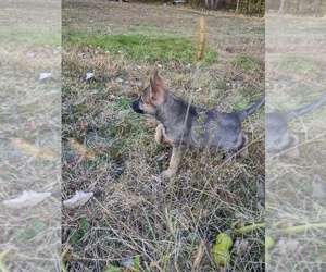 German Shepherd Dog Puppy for sale in BEAVER FALLS, PA, USA