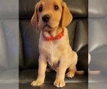 Small Photo #83 Labrador Retriever Puppy For Sale in BUFFALO, NY, USA