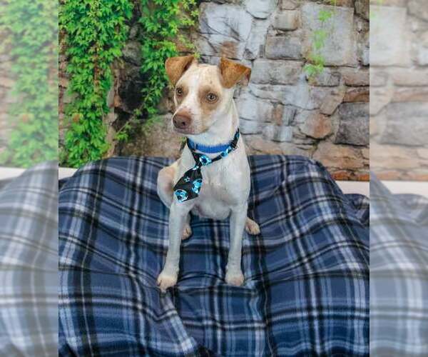 Medium Photo #3 Jack-A-Bee Puppy For Sale in Kennesaw, GA, USA
