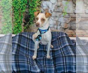 Raymond - Male Jack-A-Bee Dog for Adoption - Photo #3