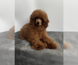 Poodle (Toy) Puppy for sale in LOS ANGELES, CA, USA