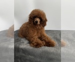 Small Poodle (Toy)