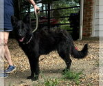 Small #1 German Shepherd Dog