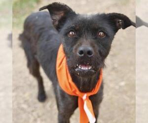 Mutt Dogs for adoption in San Antonio, TX, USA