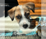 Small #9 Mutt