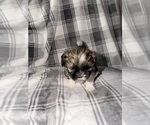 Small #3 Shih Tzu