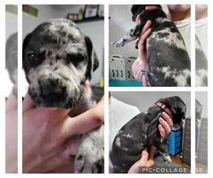 Great Dane Puppy for sale in CAMPBELL, OH, USA