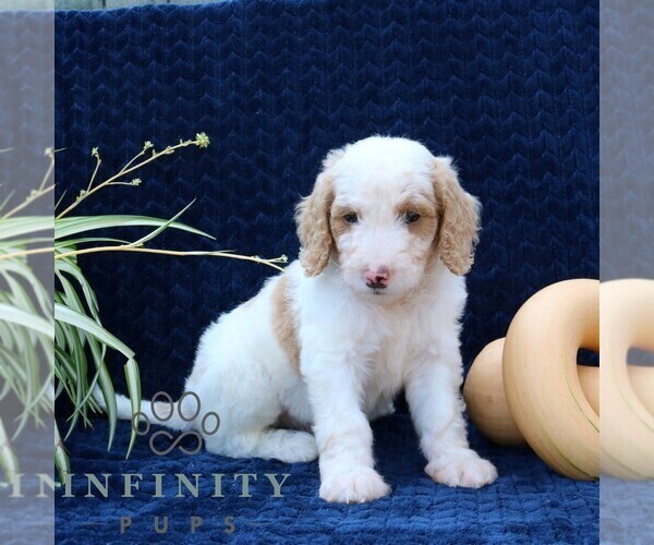 Medium Photo #5 Goldendoodle Puppy For Sale in NARVON, PA, USA