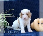 Small #4 Goldendoodle