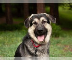 Small #2 German Shepherd Dog Mix
