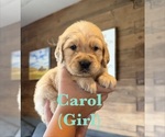 Small #2 Golden Retriever