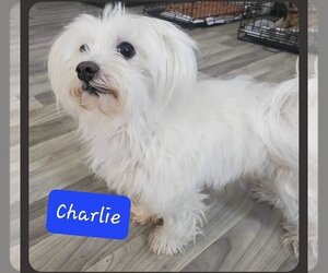 Maltese Dogs for adoption in Foristell, MO, USA