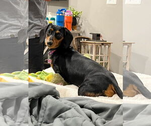 Dachshund Dogs for adoption in Fruitland, SC, USA