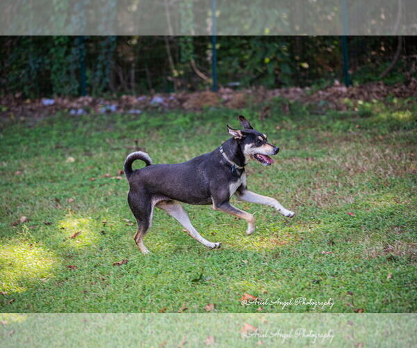 Medium Photo #8 Rottweiler-Unknown Mix Puppy For Sale in Munford, TN, USA