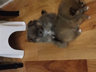 Pomeranian Puppy for sale in BLAINE, WA, USA