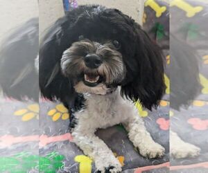 Medium Havanese