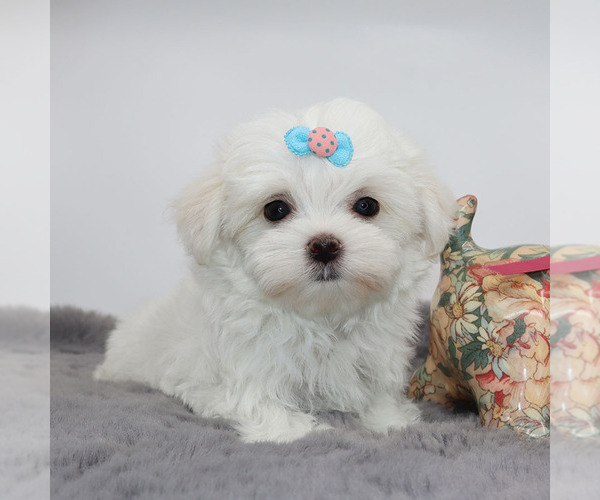Medium Photo #2 Maltese Puppy For Sale in LOS ANGELES, CA, USA