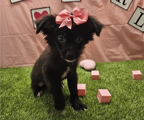 Medium Photo #2 Chihuahua Puppy For Sale in STUART, FL, USA