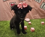 Small #1 Chihuahua