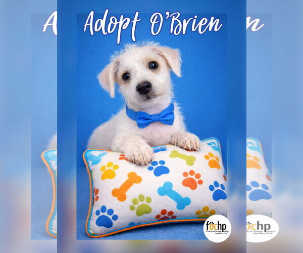 Medium Photo #2 Mutt Puppy For Sale in Menifee, CA, USA