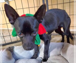 Chihuahua-Unknown Mix Dogs for adoption in Boonton, NJ, USA