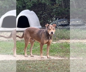 Father of the Olde English Bulldogge puppies born on 09/05/2025