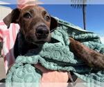 Small Doberman Pinscher Mix