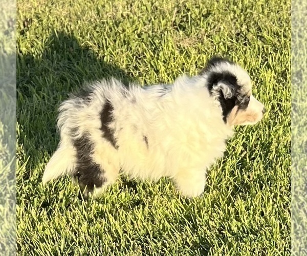 Medium Photo #25 Shetland Sheepdog Puppy For Sale in FORT MORGAN, CO, USA