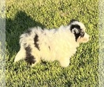 Small #24 Shetland Sheepdog