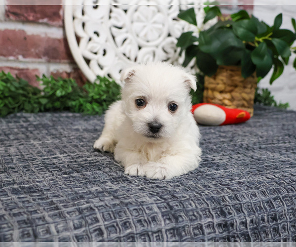 Medium Photo #2 West Highland White Terrier Puppy For Sale in SYRACUSE, IN, USA