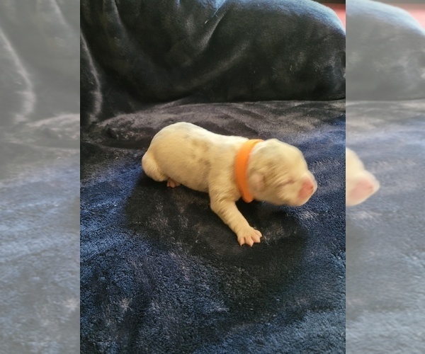Medium Photo #3 Olde English Bulldogge Puppy For Sale in HAMLER, OH, USA