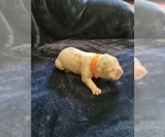 Small #1 Olde English Bulldogge