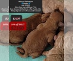 Small #2 Poodle (Toy)-Zuchon Mix