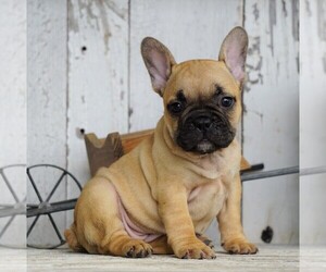 French Bulldog Puppy for sale in FREDERICKSBG, OH, USA