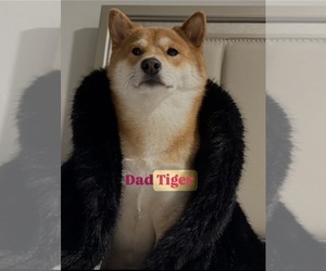 Father of the Shiba Inu puppies born on 01/13/2026