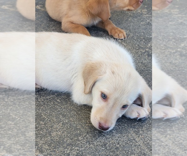 Medium Photo #8 Labrador Retriever Puppy For Sale in PADUCAH, KY, USA