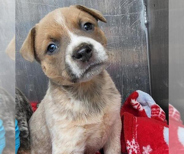 Medium Photo #1 Mutt Puppy For Sale in San Antonio, TX, USA