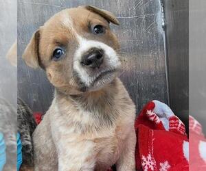 Mutt Dogs for adoption in San Antonio, TX, USA