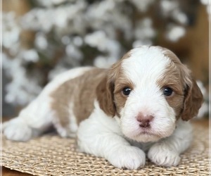 Cavapoo (Miniature) Puppy for sale in LOS ANGELES, CA, USA
