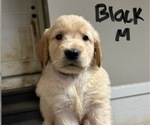 Puppy Black Golden Retriever