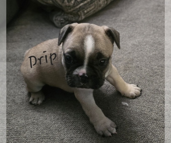 Medium Photo #1 French Bulldog Puppy For Sale in EDISON, NJ, USA