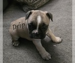Puppy Drip French Bulldog